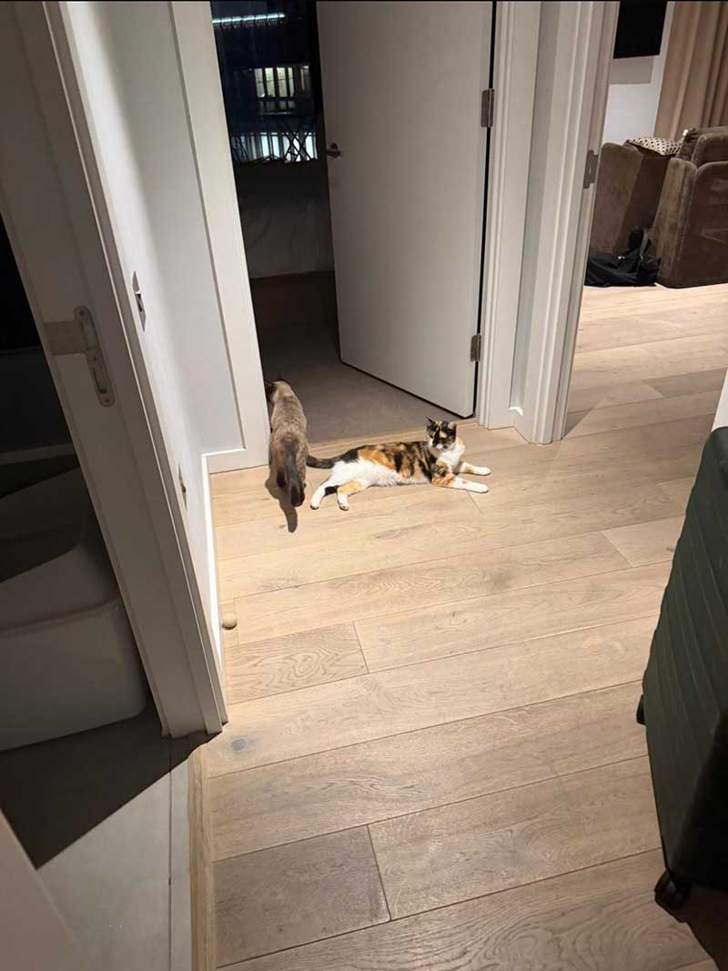 Exploring their new London home. Alina wrote to say: "We just moved our two cats from Munich to London and everything went so smoothly. Booking, sorting documents, and the actual delivery were all stress-free. A big thank you to courier Gwen for being so wonderful with our cats — I'd definitely recommend using this team!"