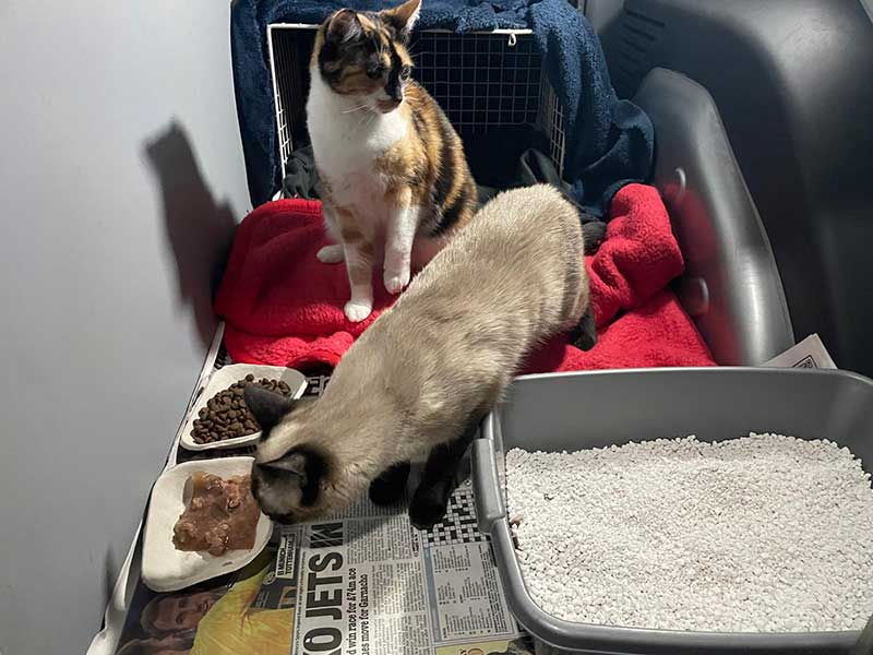 Tea time for Momo and Pollie