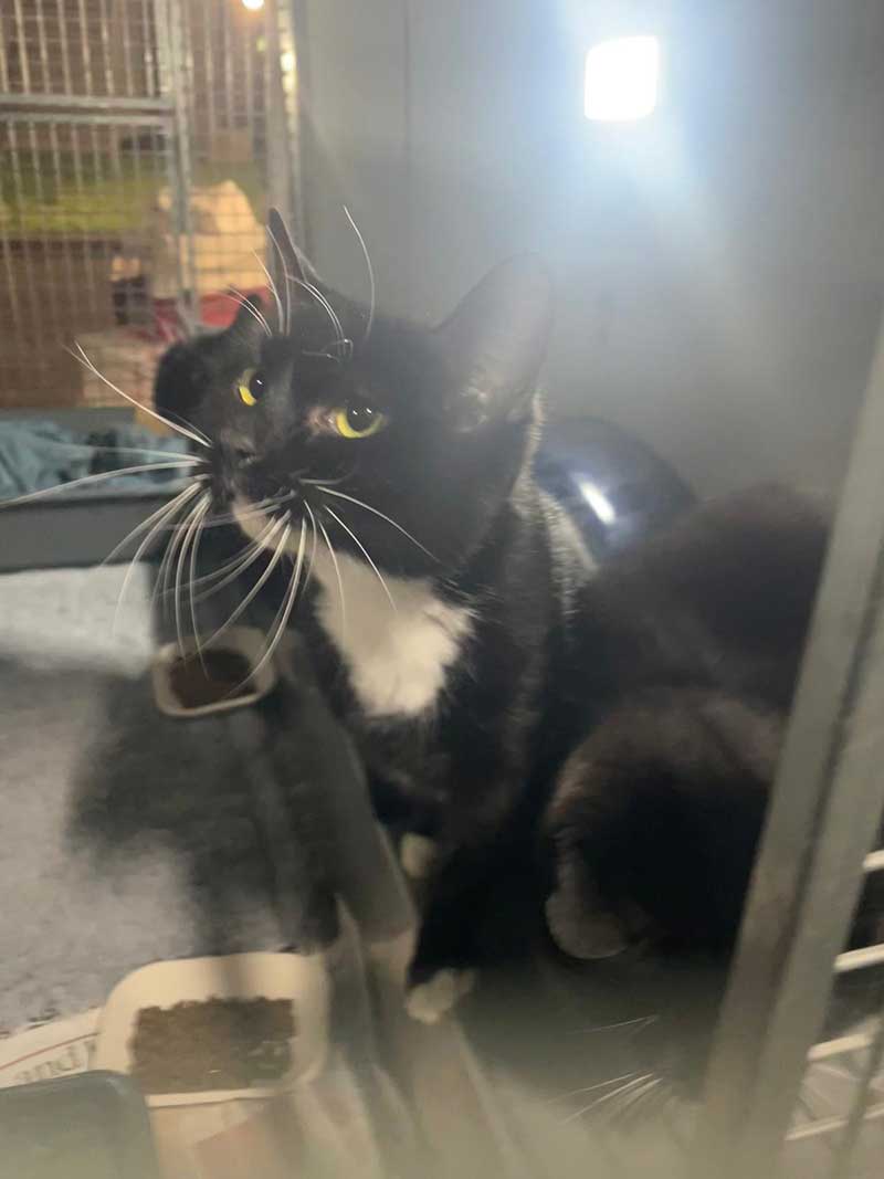 Splendid tuxedo kitty