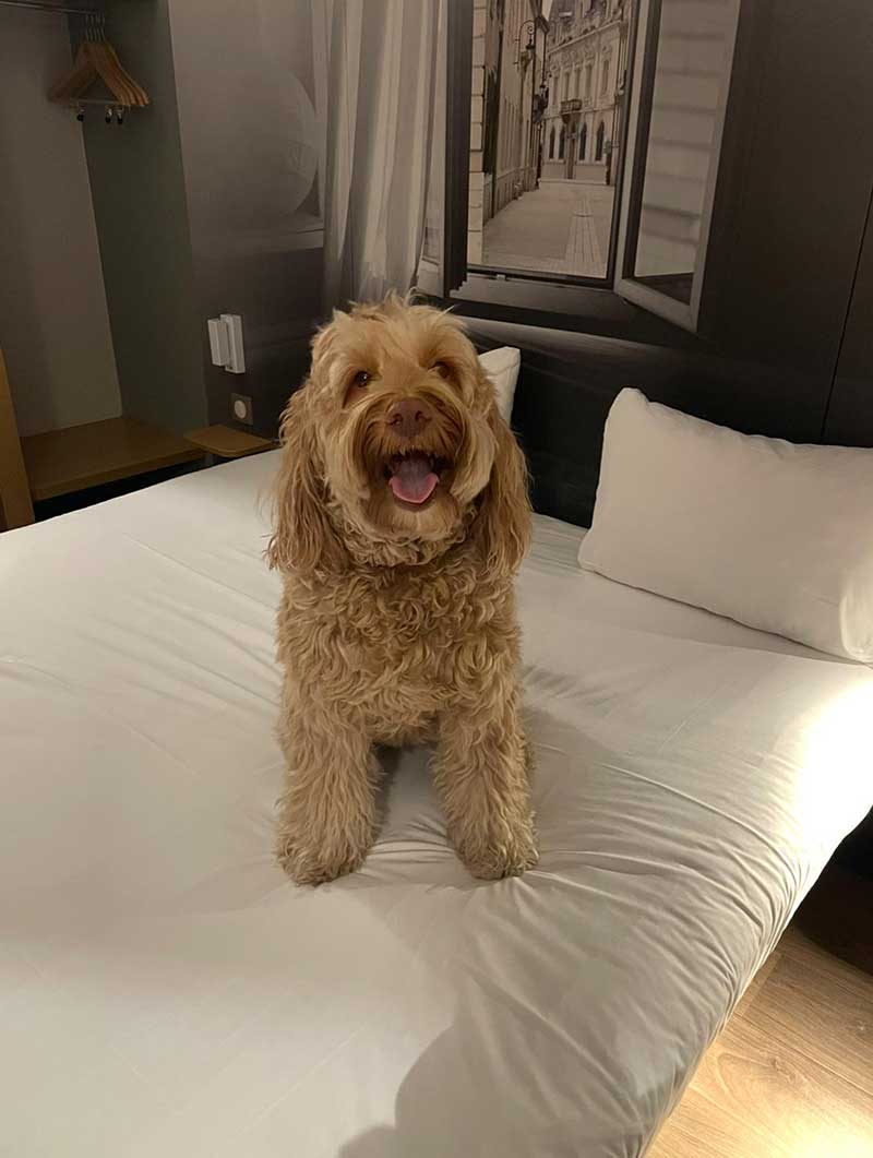Alfie enjoyed our overnight stay at the B&B Hotel in Dijon