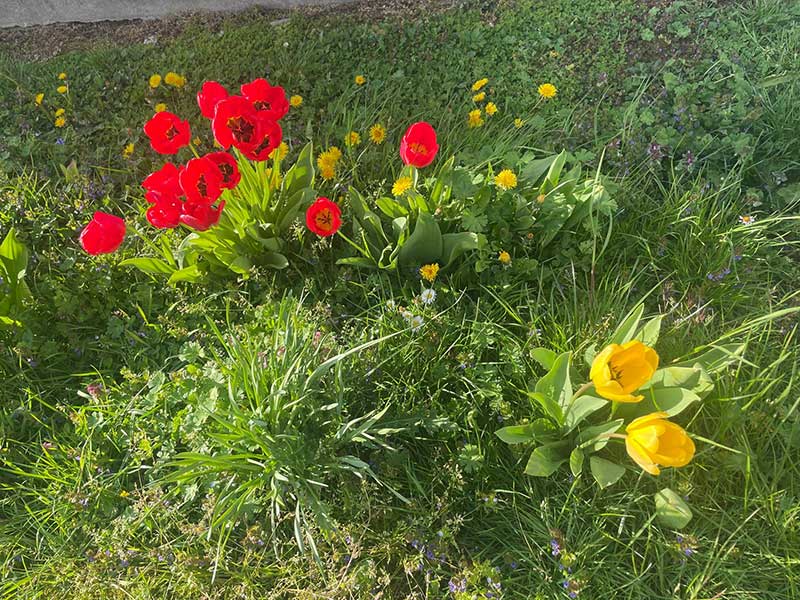 Spring flowers were already in bloom