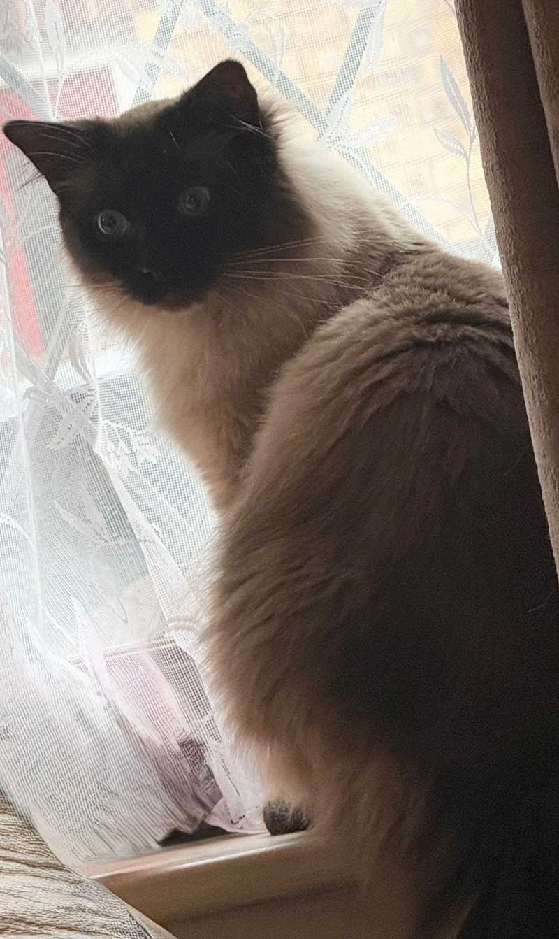 A magnificent cat!
