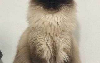 Here you can see the distinctive blue Ragdoll eyes