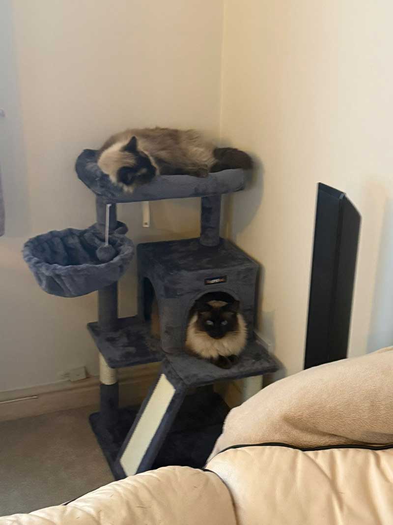 The boys settling in at their new home. It looks like they've fallen on their paws!