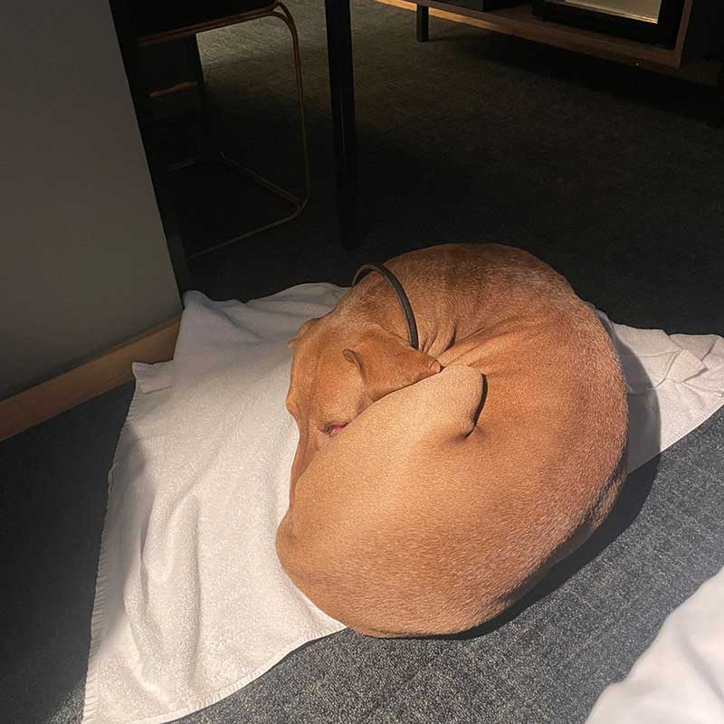 Winston was very well behaved in our hotel room
