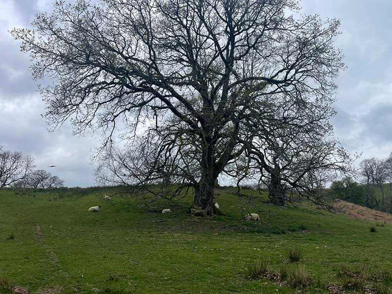 Spotted in Wales: sheep (of course!)…