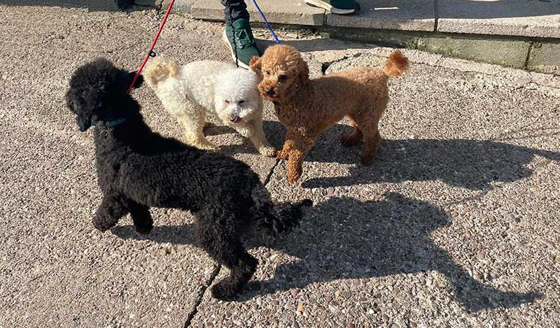 Cuteness overload: Crumble, Custard and Cookie