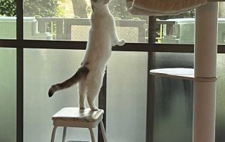 Custard exploring her new home in Osaka