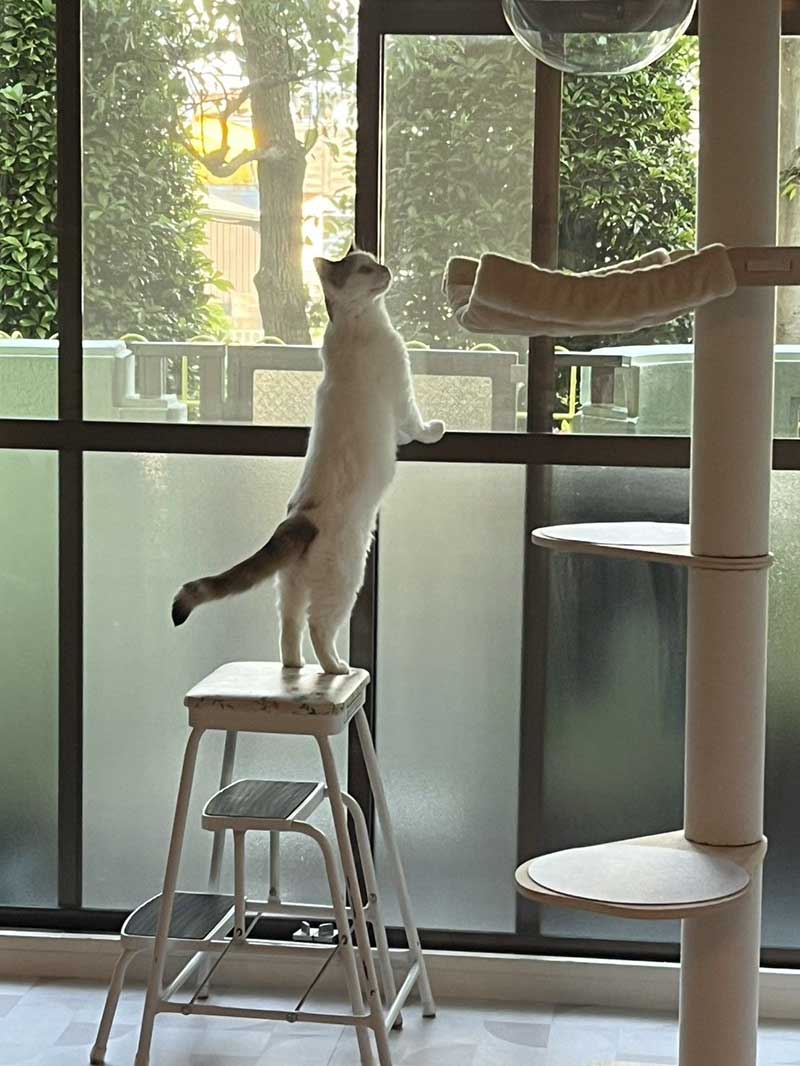 Custard exploring her new home in Osaka