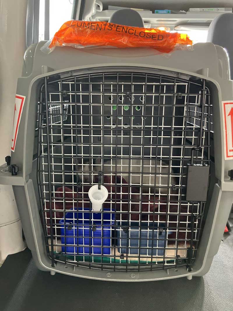 Custard in her travel box. We fitted extra water containers as she drinks a great deal.