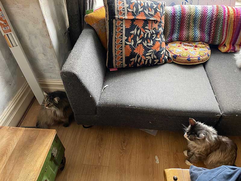 The cats soon set about exploring their new Welsh home