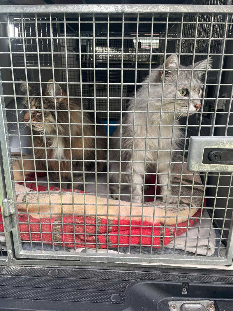 Both cats were very alert and confident on the journey