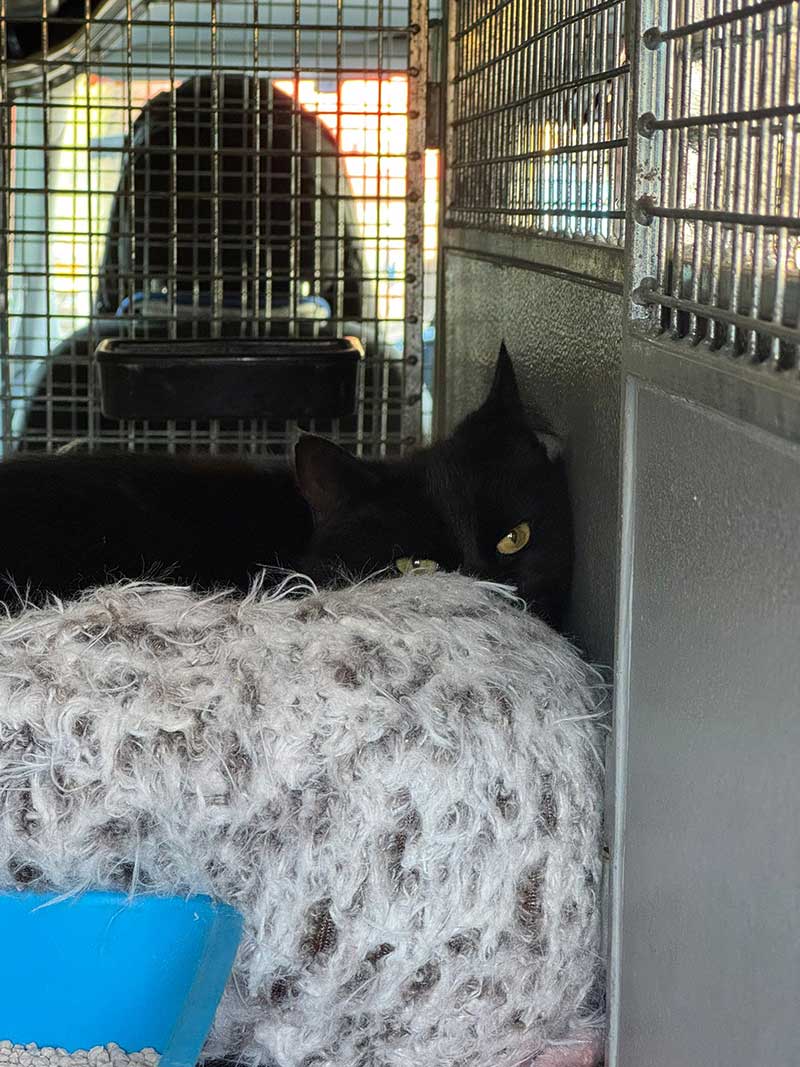 Coco is a beautiful jet-black puss