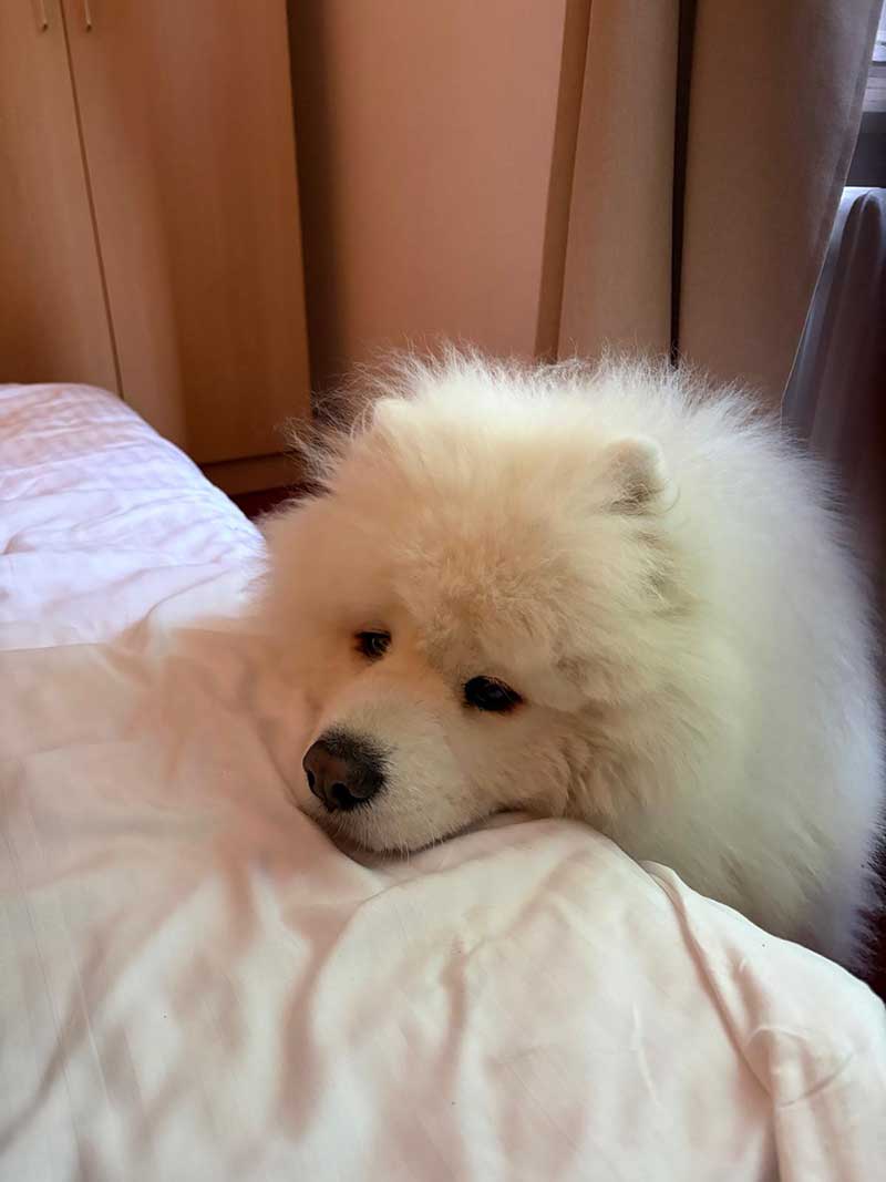 Jordy campaigning to be allowed on the bed in our hotel room