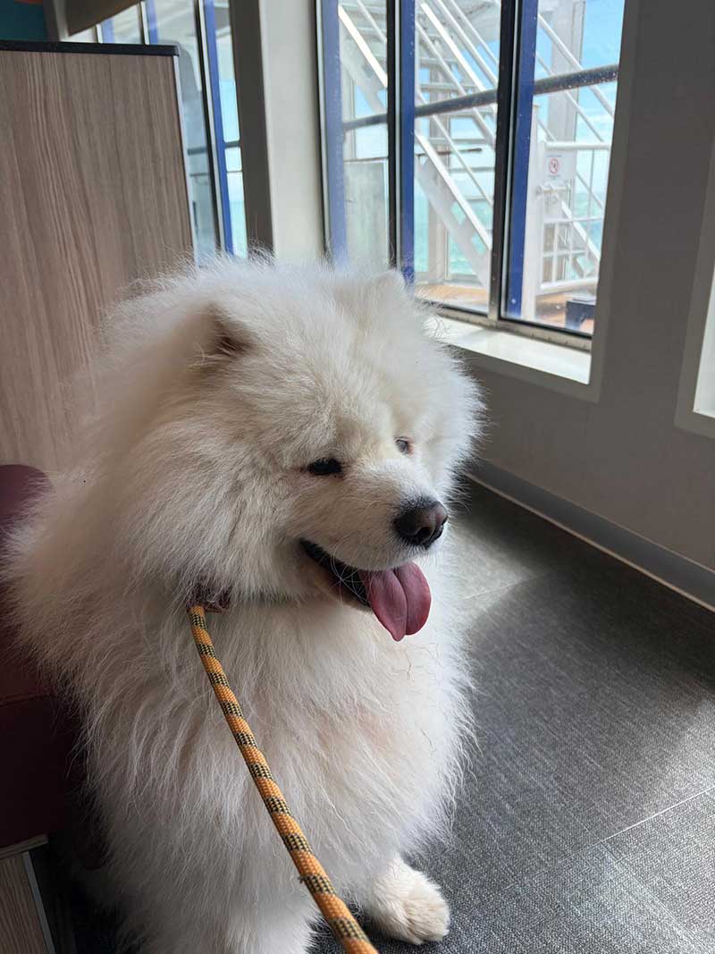 He's a dog who knows how to strike a pose