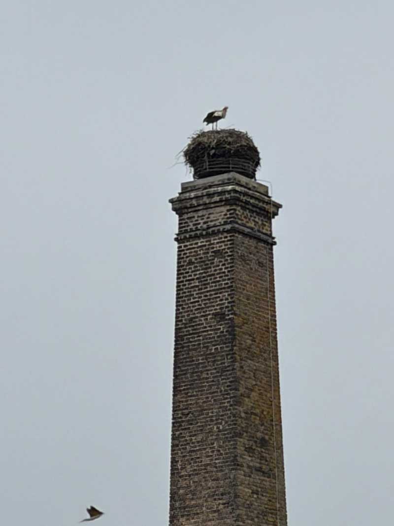 …we spied a very large stork's nest