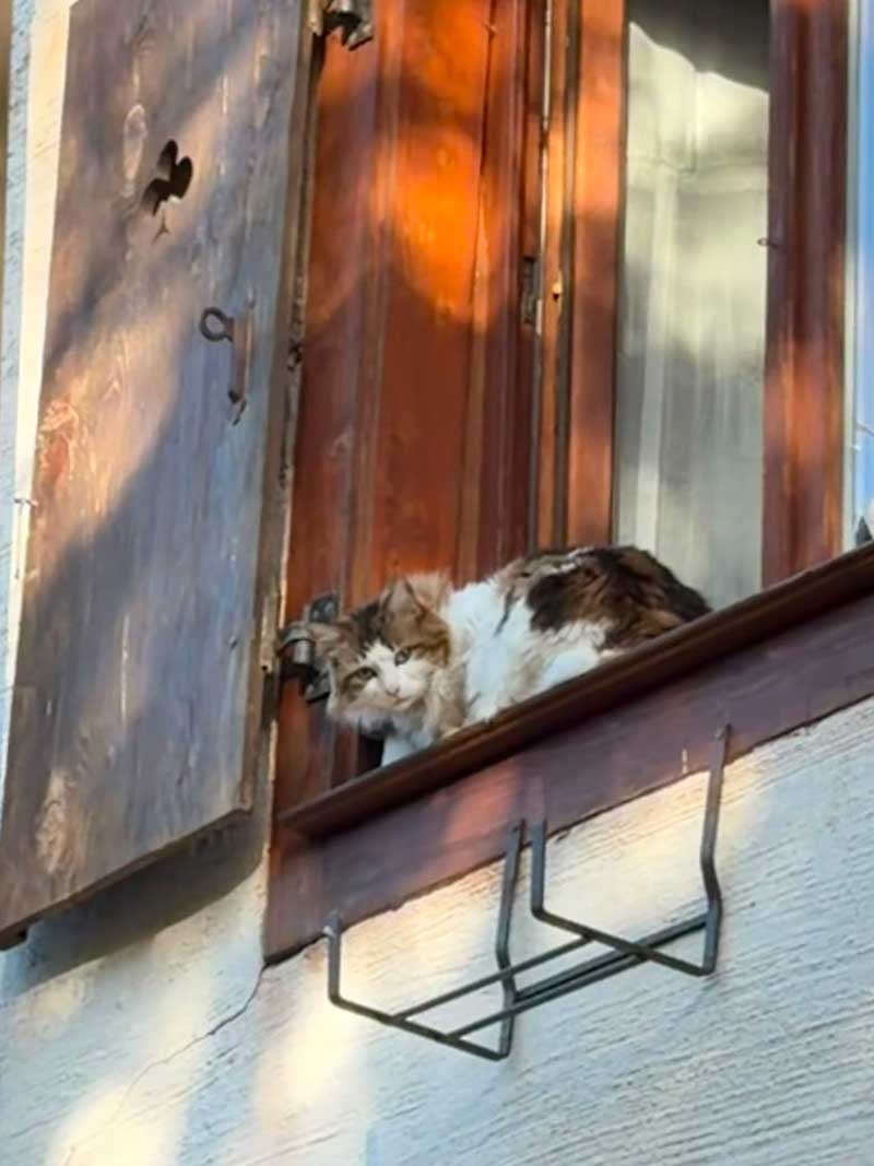 In Saint Hippolyte, we caught the eye of this fluffy cat