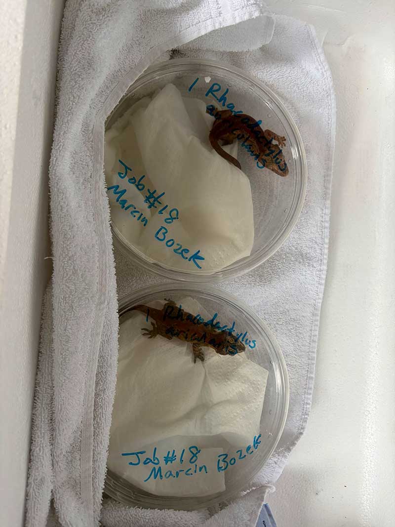 The geckos were very quiet and peaceful passengers!